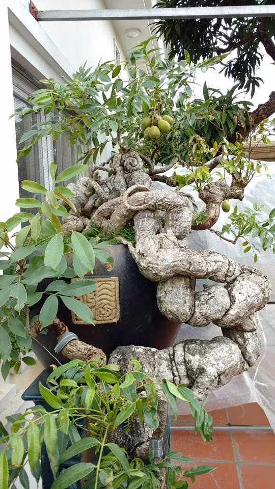 Không có có cây ổi vô cùng quý hiếm, độc lạ, có giá lên đến cả 100.000 đô la Mỹ, vườn cây cảnh của gia đình ông Thọ còn có hàng trăm cây quý hiếm khác, có rất nhiều cây có thế, dáng, hình thù rất độc đáo, lạ mắt, khiến người xem cứ đi đến hết ngạc nhiên này, đến ngạc nhiên khác, không muốn rời vườn cây.