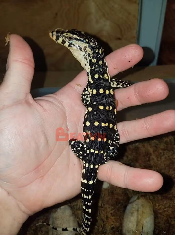 Nói về lí do chọn nuôi các loài bò sát thay vì các loại thú cưng phổ biến khác, Xuân Kiên chia sẻ rằng: "Thích chúng bởi kích thước lớn và có những đặc tính khác biệt".