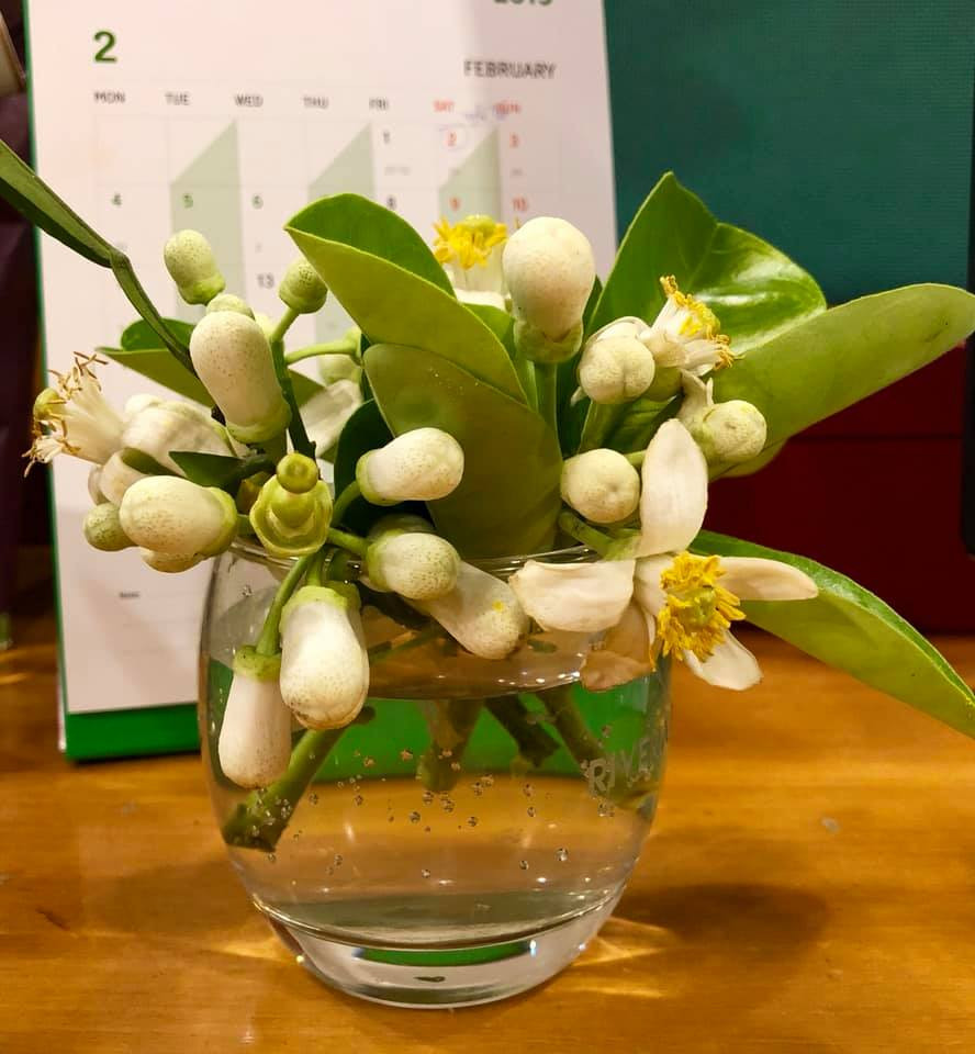 Một cốc hoa bưởi trên bàn làm việc của một nhân viên văn phòng.