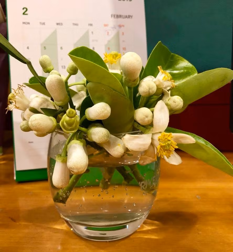 Một cốc hoa bưởi trên bàn làm việc của một nhân viên văn phòng.