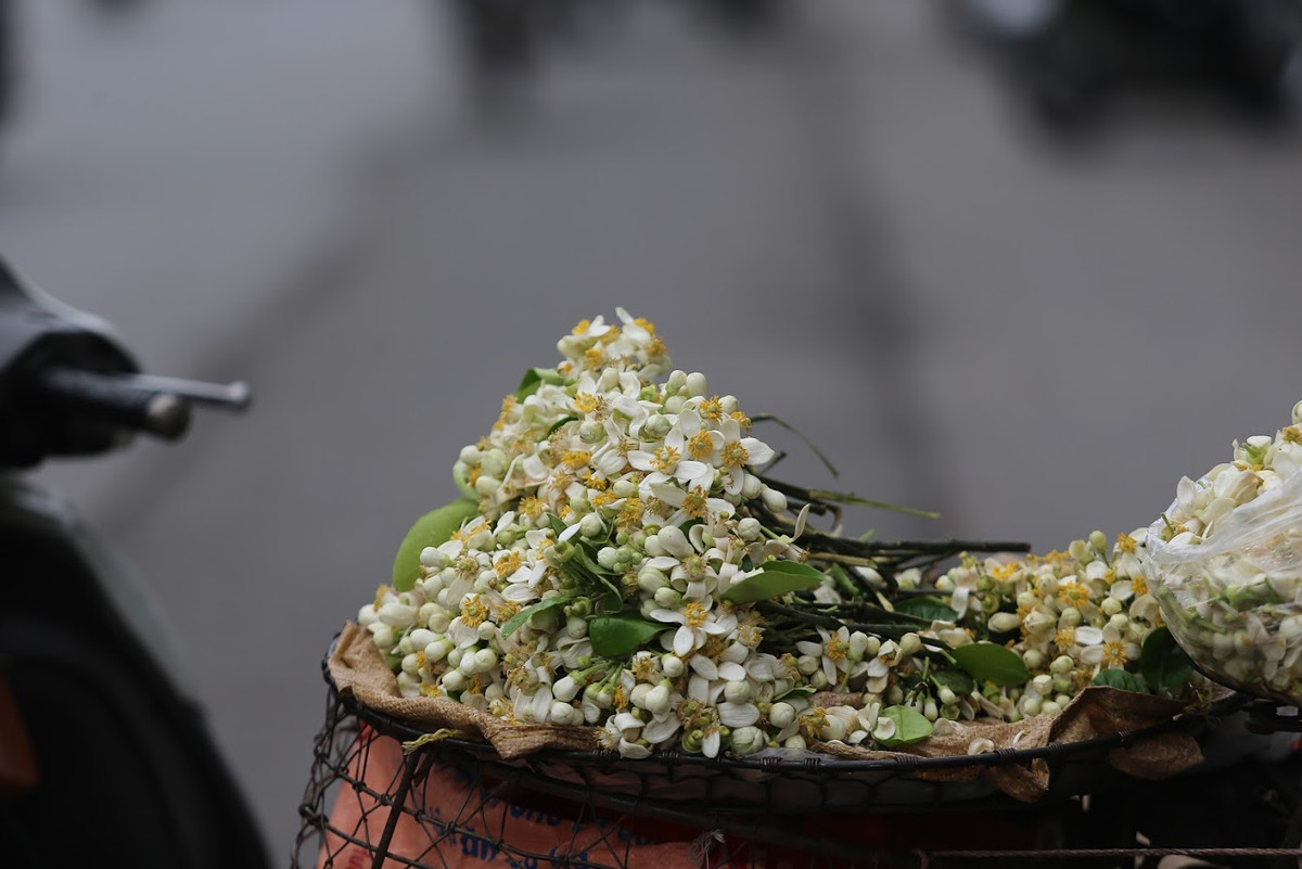 Nhiều bạn trẻ đã chọn lấy đôi chùm hoa mang về, như mang cả mùa xuân trong trẻo vào căn nhà bé nhỏ để tỏa ngát mùi hương.