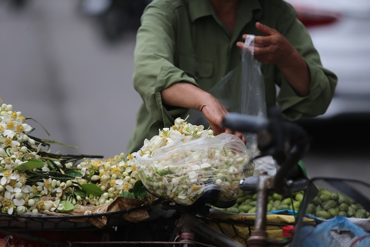 Chẳng biết thú chơi hoa bưởi có tự bao giờ, chỉ biết rằng đến nay không chỉ người già mà còn nhiều bạn trẻ cũng thích loài hoa này và săn tìm chúng mỗi khi mùa về.