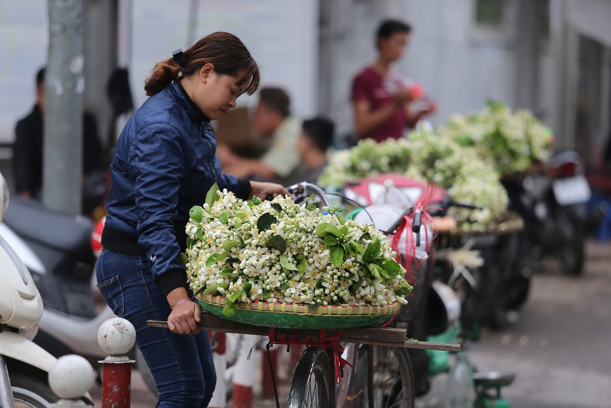 Những ngày giữa tháng 2, trên nhiều tuyến phố của Hà Nội như Giảng Võ, Kim Liên mới, những xe chở đầy hoa bưởi mang đến sự mê đắm bởi hương thơm ngọt của mình.
