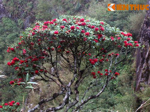 Hoa đỗ quyên nở vào mùa hè và nó là loài hoa thích hợp với khí hậu mát mẻ của Sapa.