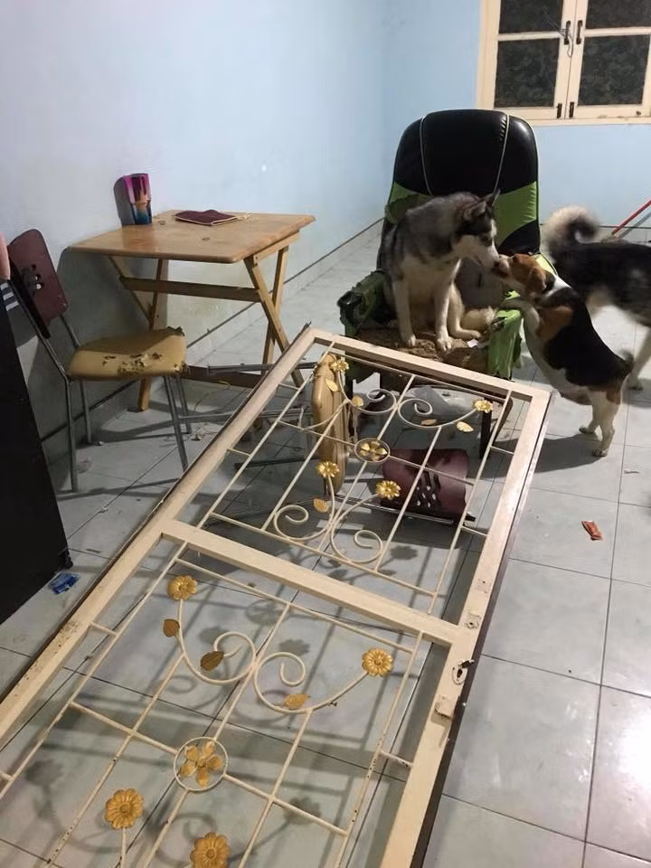 Nuôi chó là việc mà nhiều bạn trẻ lựa chọn để mua vui và thêm bạn bè. Tuy nhiên, chứng kiến cảnh những boss phá nhà, phá cửa sẽ khiến nhiều người phải suy nghĩ lại.