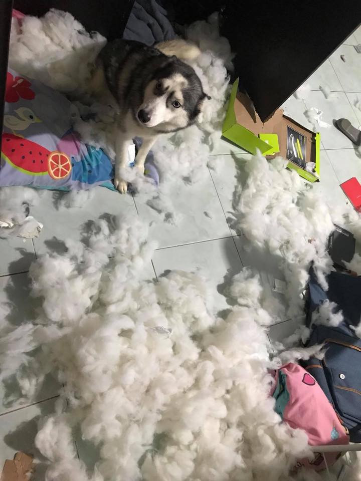 Nickname Hà Quyên chia sẻ: "Em nghĩ sao nếu 1 ngày mình đi làm về nhà trong tình trạng "sức cùng lực kiệt”"mà gặp cảnh tượng này??? Là chị chắc chị ...mang chúng nó đi Nhật Tân mất thôi".