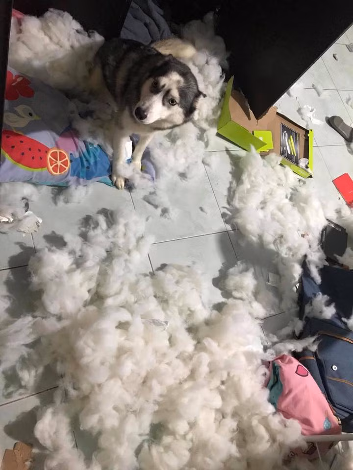 Nickname Hà Quyên chia sẻ: "Em nghĩ sao nếu 1 ngày mình đi làm về nhà trong tình trạng "sức cùng lực kiệt”"mà gặp cảnh tượng này??? Là chị chắc chị ...mang chúng nó đi Nhật Tân mất thôi".