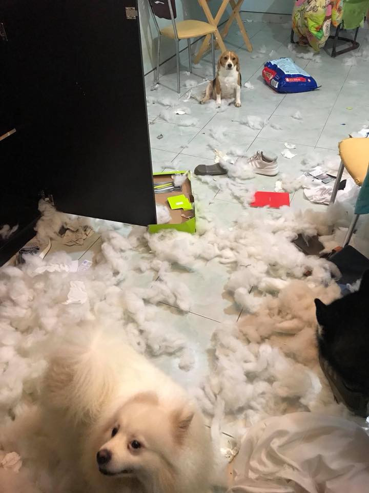 Còn nickname Hà Quân chia sẻ: "nhà có 1 đàn ngáo (Husky) + 1 ngáo con với 1 bạn beagle thì thôi xong rồi. Mình là một minh chứng, bọn nó mà xổng ra thì thôi xác định là hôm đó về chỉ biết nuốt nước mắt mà dọn phòng".