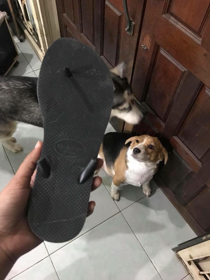 Mới đây trên MXH những bức ảnh về những phi vụ "phá làng, phá xóm" của các chú thú cưng đã được dân mạng đăng tải và nhanh chóng thu hút được sự chú ý của CĐM.