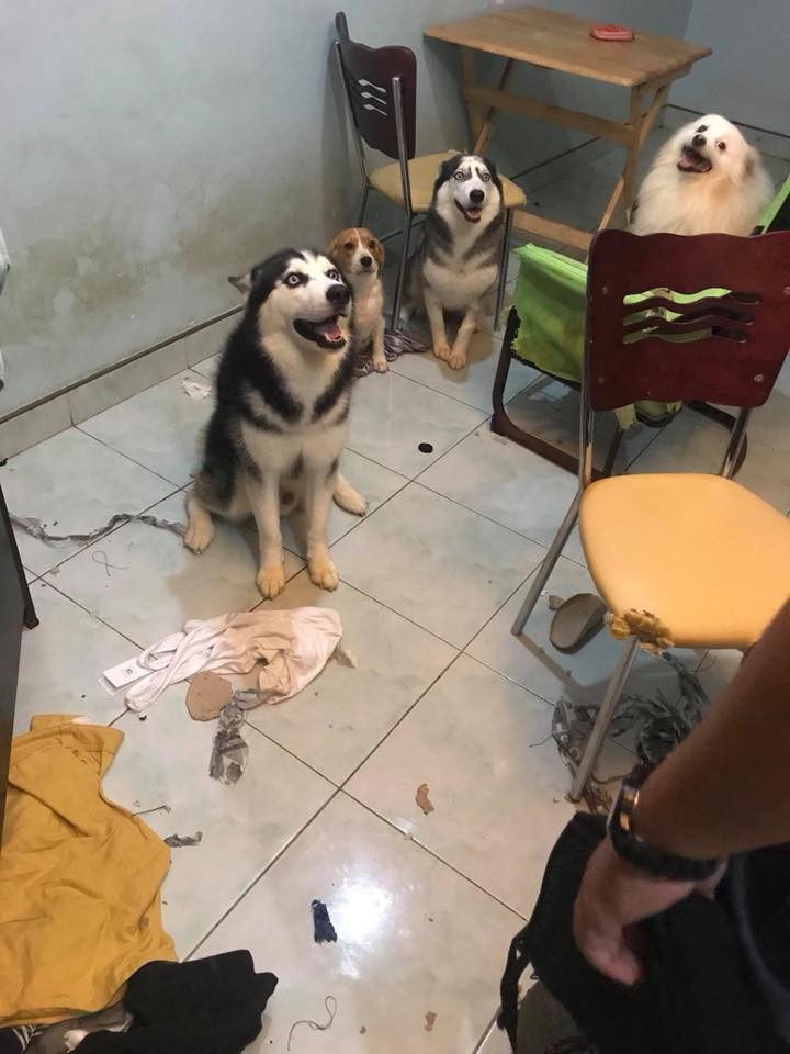 Chia sẻ dưới bộ ảnh này, nhiều nickname đã cho rằng, cần phải có hình thức kỉ luật thích đáng để tình trạng các bé thú cưng phá hoại không còn tiếp diễn.