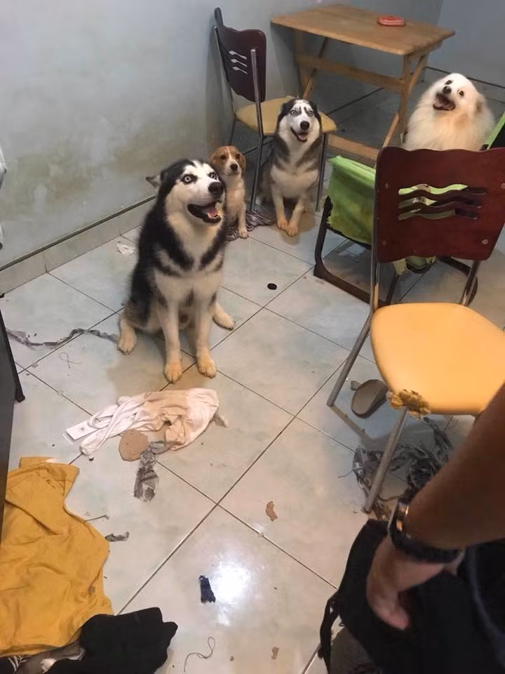 Chia sẻ dưới bộ ảnh này, nhiều nickname đã cho rằng, cần phải có hình thức kỉ luật thích đáng để tình trạng các bé thú cưng phá hoại không còn tiếp diễn.