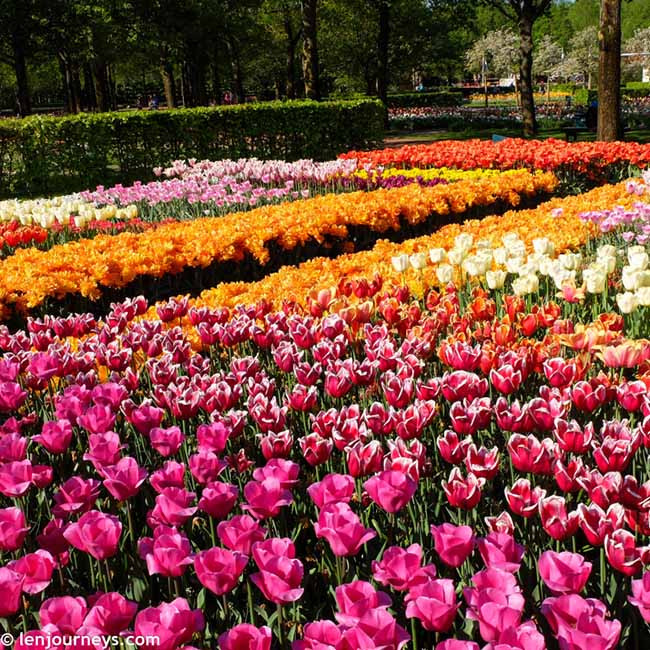 Trên khắp châu Âu, các loài hoa mùa xuân như tulip, thủy tiên bừng tỉnh sau một giấc ngủ đông dài và đua nhau khoe sắc.