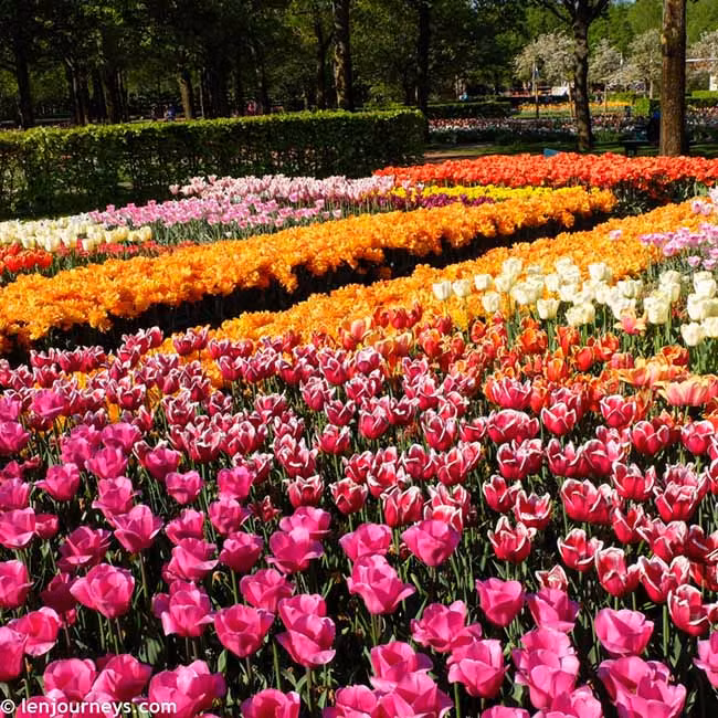 Trên khắp châu Âu, các loài hoa mùa xuân như tulip, thủy tiên bừng tỉnh sau một giấc ngủ đông dài và đua nhau khoe sắc.