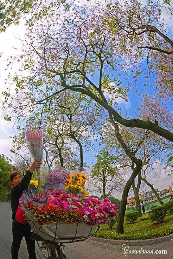 Quả thế, Thanh Niên đẹp, đẹp trên cả những vòng xe máy vội của tôi sau này. Con đường ấy rợp mát quanh năm, nhưng đẹp nhất vào mùa hoa tháng 3 khi những sắc hoa ban tím bắt đầu bung nở rợp trời. Hoa ban trứ danh phải ở Tây Bắc, nhưng về đến Thủ đô, loài hoa có sức sống mãnh liệt này tưởng chừng mềm mại hơn giữa những tòa nhà, giữa những xe cộ. Hay tại ở người ngắm hoa bất chợt tìm được chút nhẹ nhàng giữa những chật chội khi ngắm nhìn sắc hoa ban?