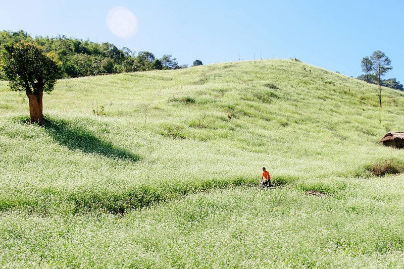 Các dân phượt có thể bắt gặp những cánh đồng hay thung lũng cải trắng bạt ngàn, tựa như bức họa của thảo nguyên xanh mát.