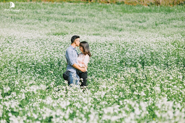 Lạc vào thị trấn nông trường Mộc Châu hay bản Búa, bản Thung Cuông, bản Áng, bản Pa Phách… là bạn đã lạc vào thánh địa hoa cải trắng được trồng kín cả một quả đồi, kéo dài từ thung lũng này đến chân núi nọ, khắp không gian rộng lớn được phủ bằng một màu trắng tinh khôi của hoa cải. Đồng bào dân tộc trồng hoa cải để thu gom hạt cải già và bán cho các cơ sở ép dầu.