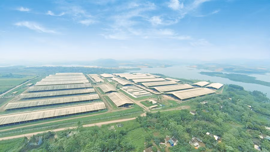 Mô hình trang trại nuôi bò TH.