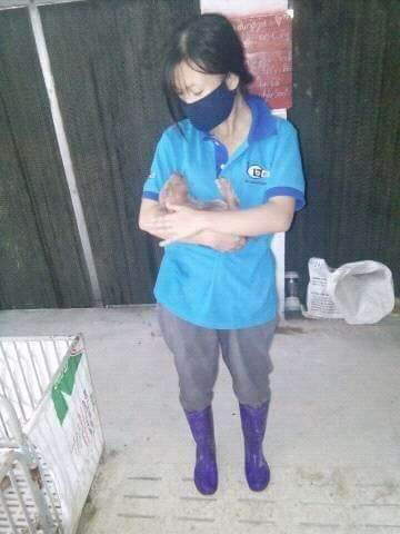 Trên trang cá nhân nữ sinh có nickname P.H.N là sinh viên năm cuối của trường ĐH Nông Lâm Thái Nguyên đã chia sẻ về những ngày của kì thực tập gần 6 tháng, ở một trang trại lợn với 26 chú lợn nái và gần 300 chú lợn con.