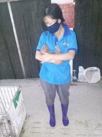 Trên trang cá nhân nữ sinh có nickname P.H.N là sinh viên năm cuối của trường ĐH Nông Lâm Thái Nguyên đã chia sẻ về những ngày của kì thực tập gần 6 tháng, ở một trang trại lợn với 26 chú lợn nái và gần 300 chú lợn con.