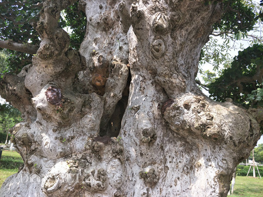 Cây "Lão mai đại thọ" của anh Hòa có nghĩa là một người cha có rất nhiều con cháu, phần trên ngọn cây là hai cái tay xòe ra, bên dưới là các con cháu".