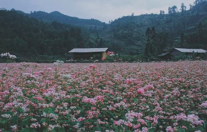 Đây cũng là thời điểm nhộn nhịp nhất năm ở nơi đây khi Lễ hội hoa tam giác mạch với nhiều hoạt động lí thú sắp diễn ra. Ảnh: @damngoc_minhthu.