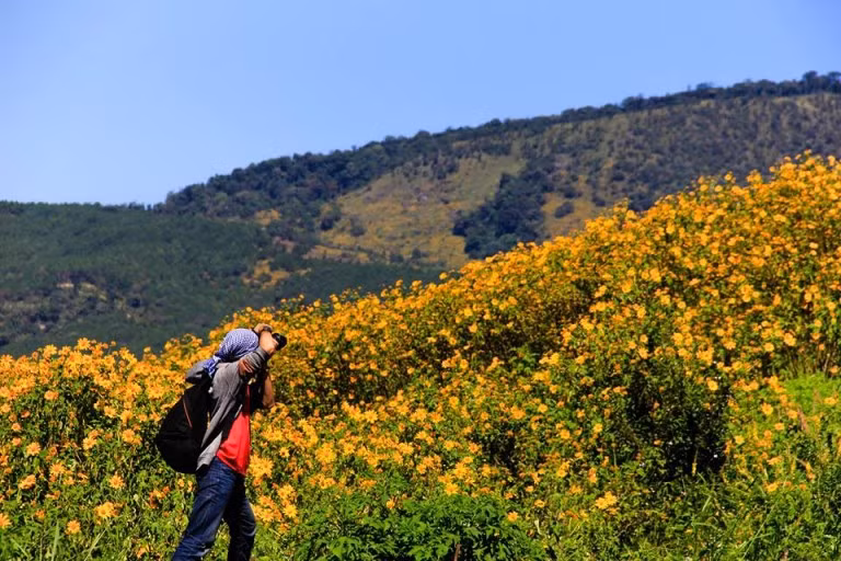 Bạn sẽ được chiêm ngưỡng trọn vẹn mùa hoa dã quỳ ở Đà Lạt khi có cơ hội đặt chân đến thăm nơi đây vào tháng 10, thời điểm mà sắc vàng ươm của dã quỳ xuất hiện ở bất cứ nơi đâu. Ảnh: Quỷ Cốc Tử.