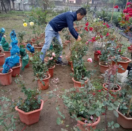 Chia sẻ về 2 bức ảnh cây hoa hồng cổ mà anh hào hứng chia sẻ trên facebook cá nhân dẫn đến sự việc bị hiểu lầm là "kẻ ăn trộm", anh Nguyên nói: "Mình có người bạn tên Quý, nhà trên Mộc Châu là bạn lâu năm. Nhà bạn ấy cũng có loài hoa hồng đã già lâu năm, mẹ bạn ấy chuẩn bị phất cành để bỏ đi, thấy tiếc nên vì mình xin về để trồng tiếp.