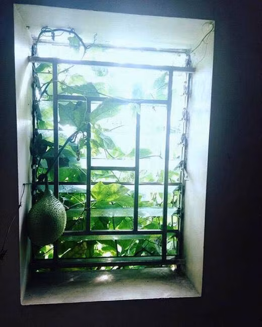 Tốn bao công chăm bẵm nhưng quả gấc này lại vươn vào cửa sổ nhà hàng xóm.