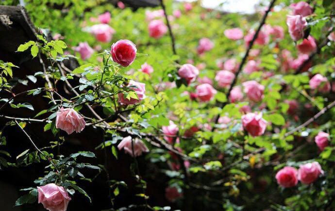 Cùng ngắm nhìn thành quả của ông bố trẻ khi đã dũng cảm biến toàn bộ ngôi nhà của mình trở thành vườn hoa hồng cực đẹp.