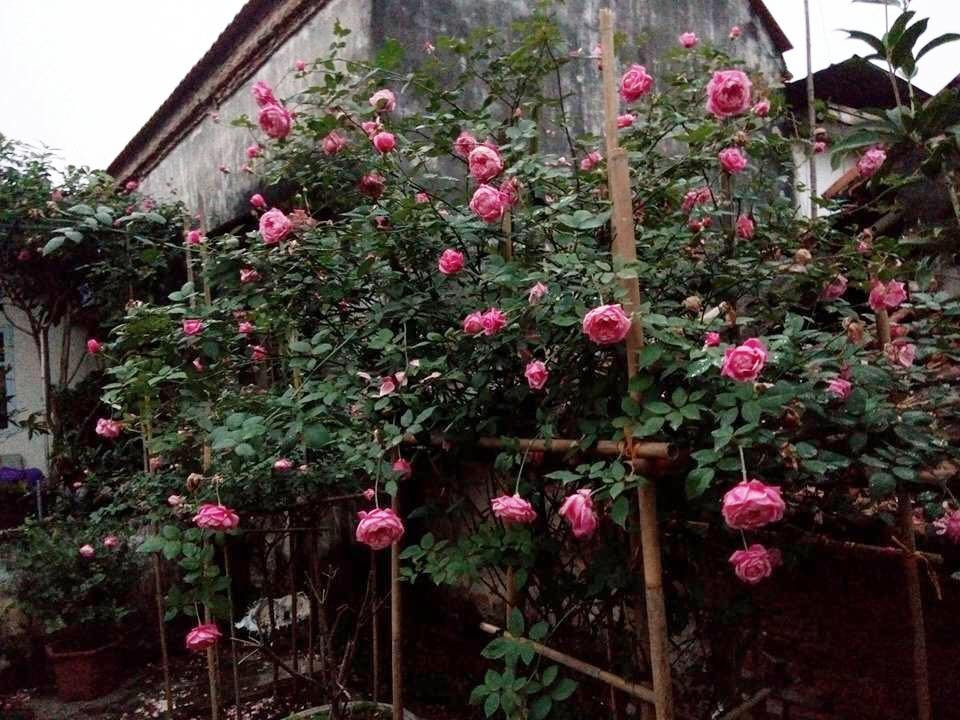 Sang hiện tại đang làm việc ở Trung tâm Văn hóa Thể thao và Du lịch của huyện. Anh là một người sống nội tâm, lãng mạn, thích đọc sách, làm thơ, tham gia các hoạt động thể thao. Đặc biệt là một người rất yêu thiên nhiên, thích trồng hoa hồng.