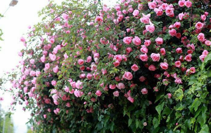 Trong khu vườn đủ loại hồng nội và hồng ngoại ấy, anh Sang yêu nhất là 2 giàn hồng cổ Sapa. Theo kinh nghiệm của anh, cổ Sapa là một trong những loại hồng cổ khỏe, phát triển mạnh, sai hoa, ít bệnh. Vì là cây bụi nên anh đã đào tạo thành dạng leo giàn khá bắt mắt.