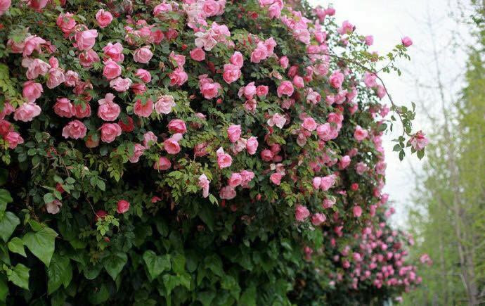 Khoảng sân vườn rộng 70m2 là nơi để ông bố trẻ trồng đủ các loại cây, từ mẫu đơn, mộc hương, sung, hải đường, mai vàng, mai tứ quý và đặc biệt, anh dành những vị trí đẹp nhất để trồng hồng.