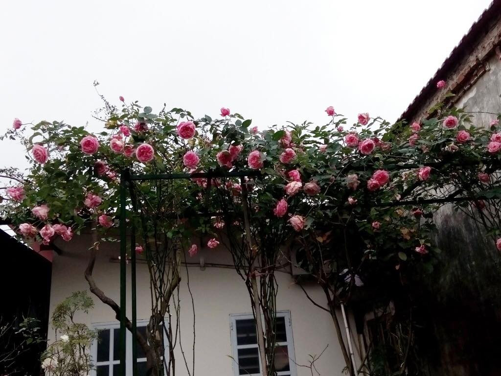 Anh Sang cho biết bắt đầu có tình yêu với hoa hồng kể từ 3 năm về trước và giấc mơ biến chính ngôi nhà của mình trở thành "xứ sở hoa hồng" thì luôn ấp ủ trong anh ngày từ nhỏ.