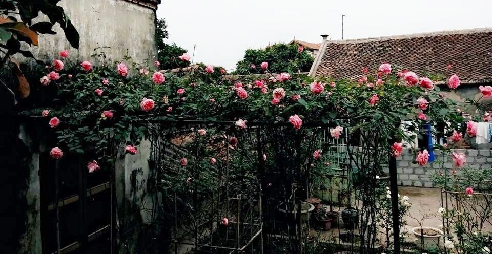 Để sở hữu không gian ngát hương với đủ loại hoa hồng trong vườn nhà, ông bố trẻ Lương Đình Sang (Yên Mỹ, Hưng Yên) đã mất khá nhiều thời gian.