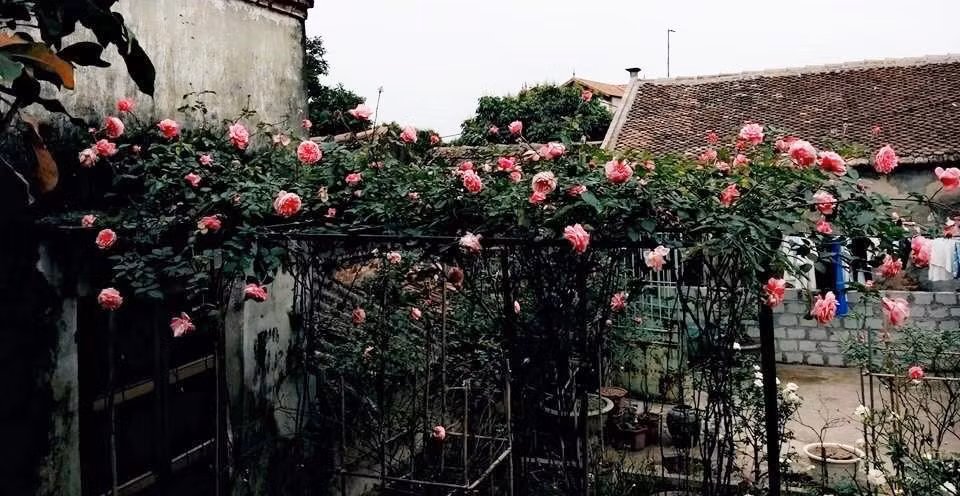 Để sở hữu không gian ngát hương với đủ loại hoa hồng trong vườn nhà, ông bố trẻ Lương Đình Sang (Yên Mỹ, Hưng Yên) đã mất khá nhiều thời gian.