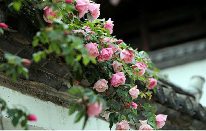 "Từ đó, mình đã quyết tâm tham gia các nhóm hoa hồng để học hỏi kinh nghiệm từ các anh chị, cô chú, nhà vườn để theo đuổi niềm đam mê hoa hồng của mình". Anh Sang cho biết thêm