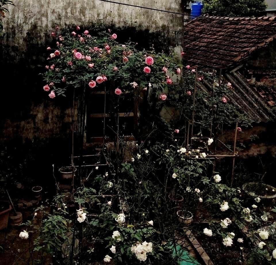 Mơ ước không gian sân vườn của gia đình thành vườn hồng, ông bố 9X tên Lương Sang đã biến chính ngôi nhà của mình trở thành ngôi nhà hoa hồng, mộng mơ và ngọt ngào dành tặng con trai.