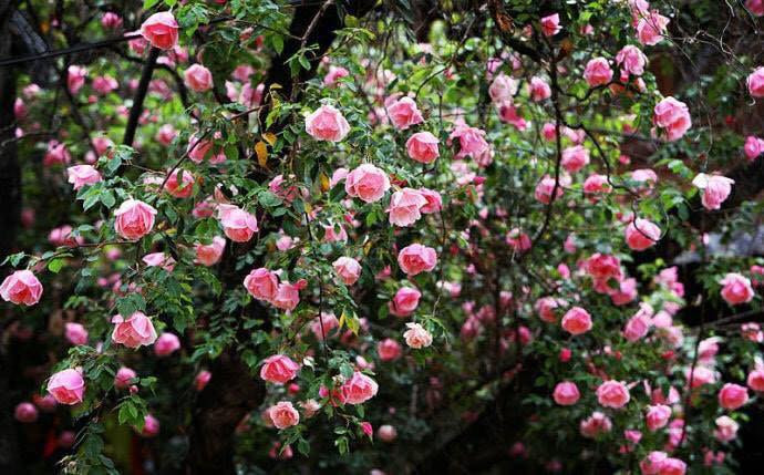 Chia sẻ trên MXH, anh Sang cho biết: "“Hồng đầu tiên mình chọn để trồng trong sân nhà là hồng quế. Mình được một bác rất quý tặng cho nhưng vì cây khá to nên do lúc đánh cây bị đứt nhiều dễ, bị vỡ bầu đất nên cây hồng đã bị chết khiến mình buồn và tiếc nuối một thời gian dài."