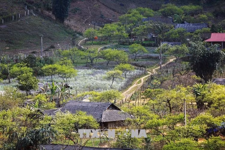 Vẻ đẹp của bản Lóng Luông trên vùng đất cao nguyên Mộc Châu.