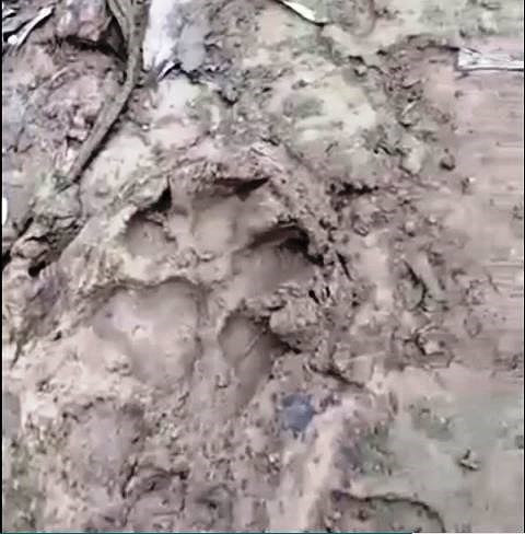 Những vết chân để lại xung quanh trang trai dê của người dân.