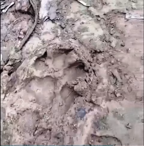 Những vết chân để lại xung quanh trang trai dê của người dân.