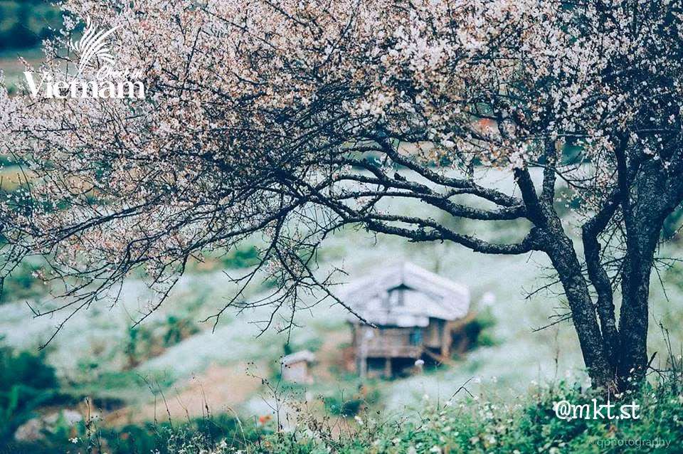 Điều đặc biệt. khi nắng chiếu vào những cánh hoa mơ Mộc Châu lại mang màu sắc tím nhạt đẹp đến lạ thường.