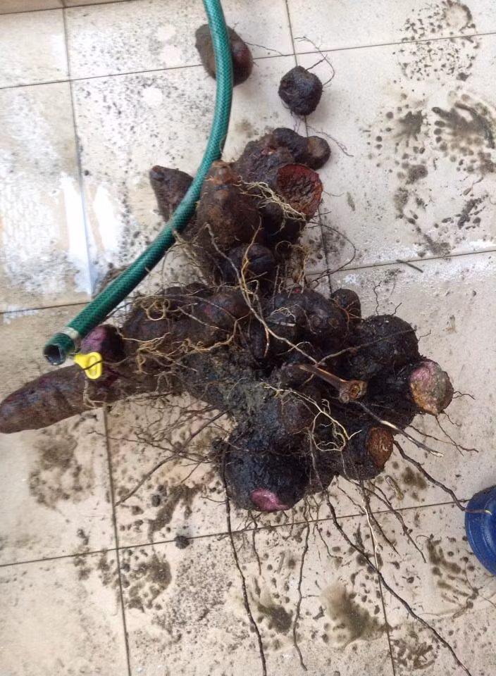 Một trong ba bụi khoai mỡ trồng chơi lại ăn thật của gia đình chị