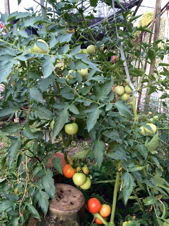 Không chỉ nhận được sự hậu thuẫn yêu thích làm vườn từ phía ba chồng mà cả mẹ chồng lẫn chồng chị cũng đều rất ủng hộ, mặc dù "mẹ và chồng chị đến kiến thức cơ bản nhất về trồng rau cũng không biết", chị Diễm Ly hóm hỉnh chia sẻ.