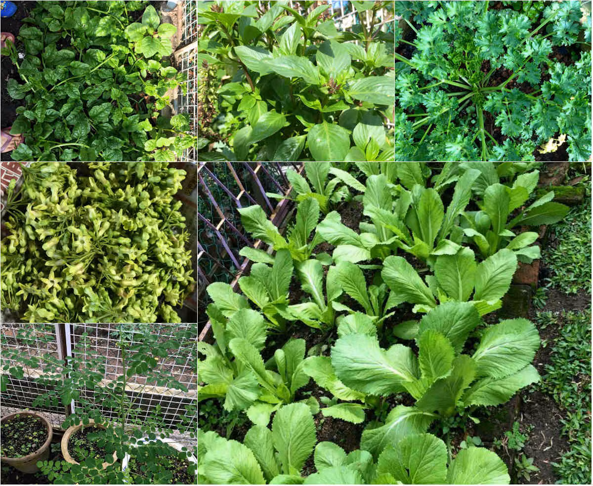 Sinh ra và lớn lên ở vùng đất cách thành phố Đà Lạt 20 km, từ nhỏ, chị Huỳnh Diễm Ly đã theo cha mẹ làm nông, tưới nước, nhổ cỏ. Sau hơn 20 năm ở Sài Gòn, chị theo chồng về quê ở Malaysia và đem theo cả tình yêu với các loại rau trái tới nơi đất khách quê chồng.