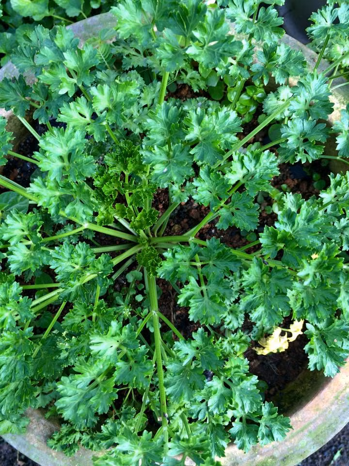 "Do theo ba mẹ làm vườn từ nhỏ nên đối với mình việc trồng các loại rau, quả chỉ là chuyện nhỏ. Lúc theo chồng về Malaysia, ở nhà đã có sẵn vườn rau và hoa do ba chồng mình trồng và chăm sóc, đến nay việc trồng và chăm sóc cũng do ba chồng mình đảm nhận, mình chỉ mang hạt giống từ Đà Lạt sang. Sau đó, mình hướng dẫn ba cách trồng, thỉnh thoảng rảnh mình cùng phụ nhổ cỏ, tưới nước và thu hoạch rau sạch với ba", chị Ly vui vẻ cho biết.