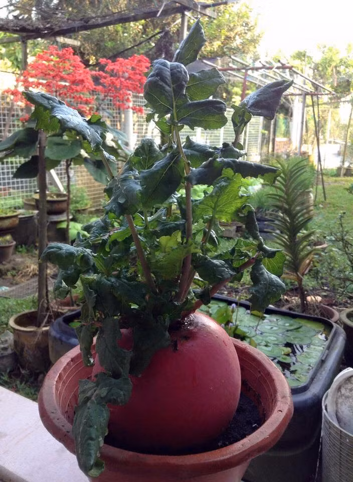 hông chỉ có tác dụng chế biến các món ăn nhiều dinh dưỡng, trồng củ cải đỏ còn mang lại nhiều ý nghĩa tâm linh.