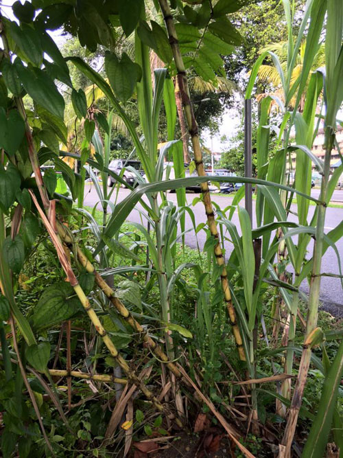 Khu vườn rau xanh mướt được như ngày hôm nay là công sức của cả gia đình chị Ly. Mỗi sáng, ba chồng chị luôn dành 1 tiếng để tưới rau, vun thêm đất cho cây rồi lại bón phân, trồng cây mới. Đến chiều thì chị sẽ tưới cây thêm một lần nữa nếu trời không quá nắng, nếu hôm nào trời nắng muộn thì phải lùi sang chiều tối.