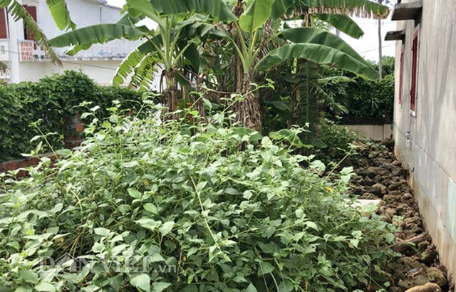 Khu vực chuồng nuôi cua dẹp của anh Thanh.