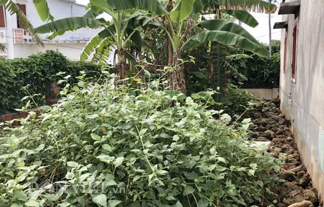 Khu vực chuồng nuôi cua dẹp của anh Thanh.